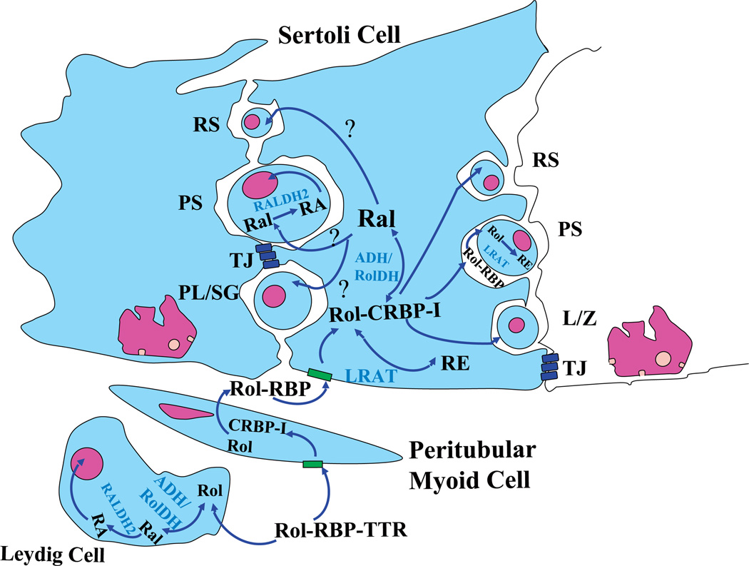 Fig. 2