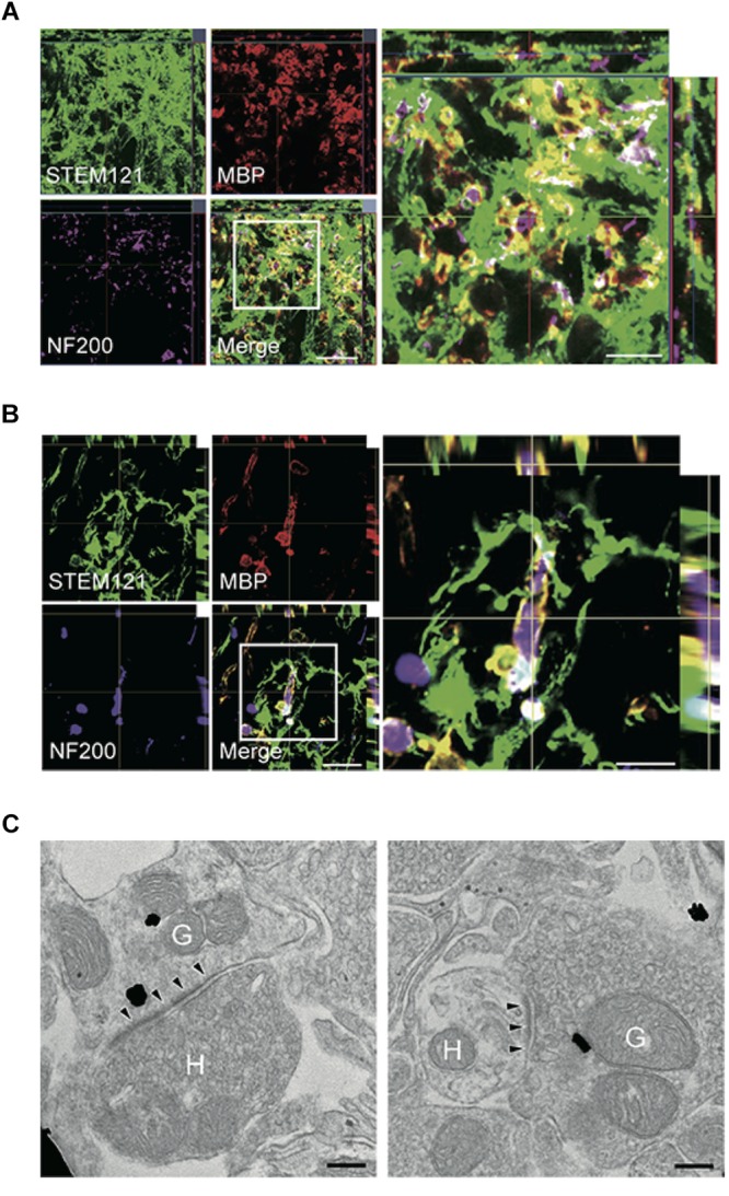 FIGURE 4