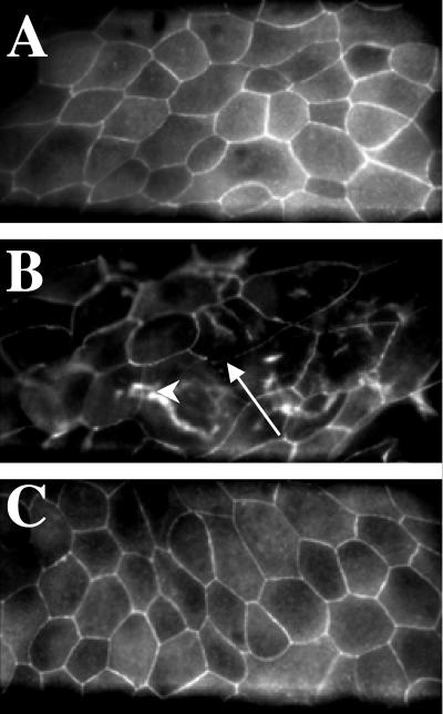 FIG. 5.