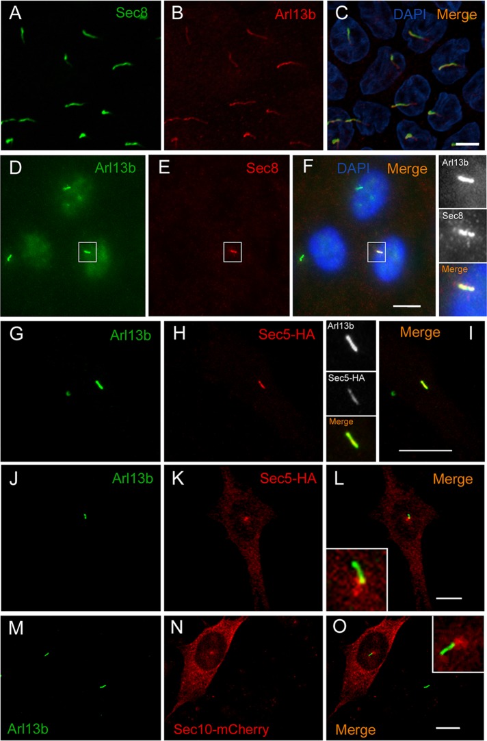 FIGURE 4: