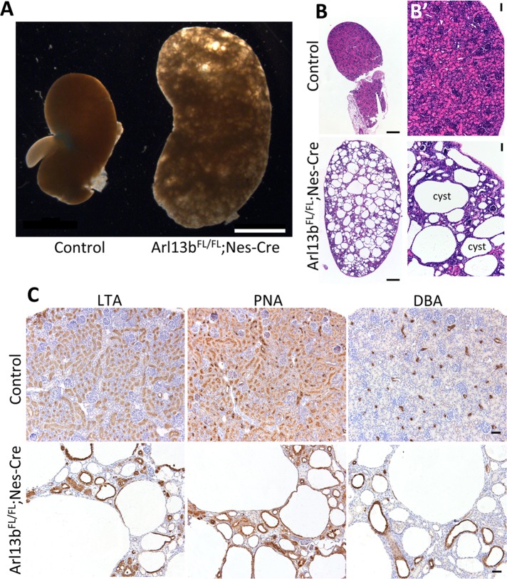 FIGURE 6: