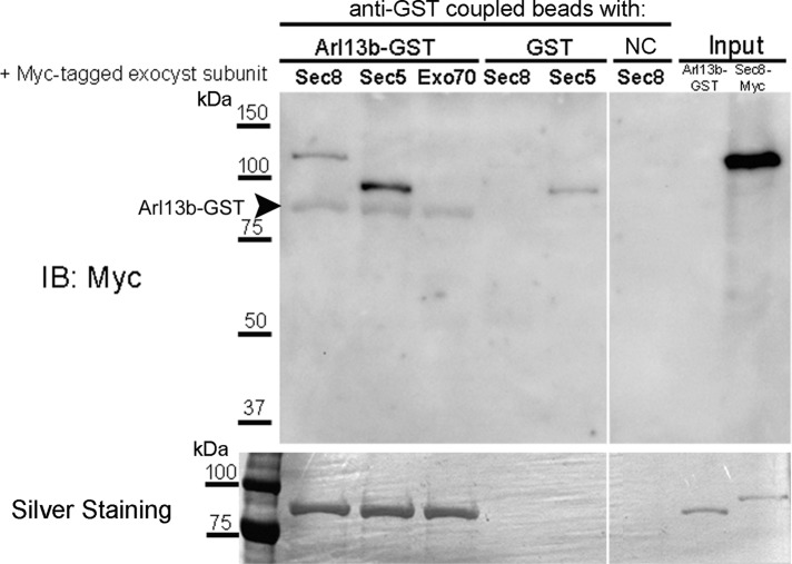 FIGURE 3: