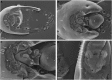 Figure 11.