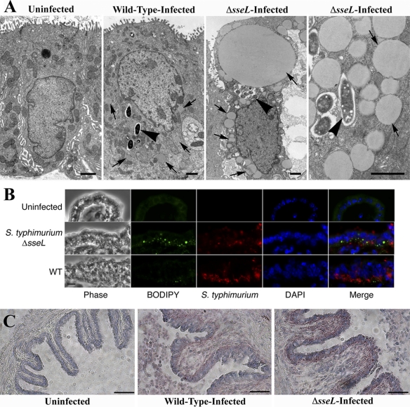 Fig. 6.