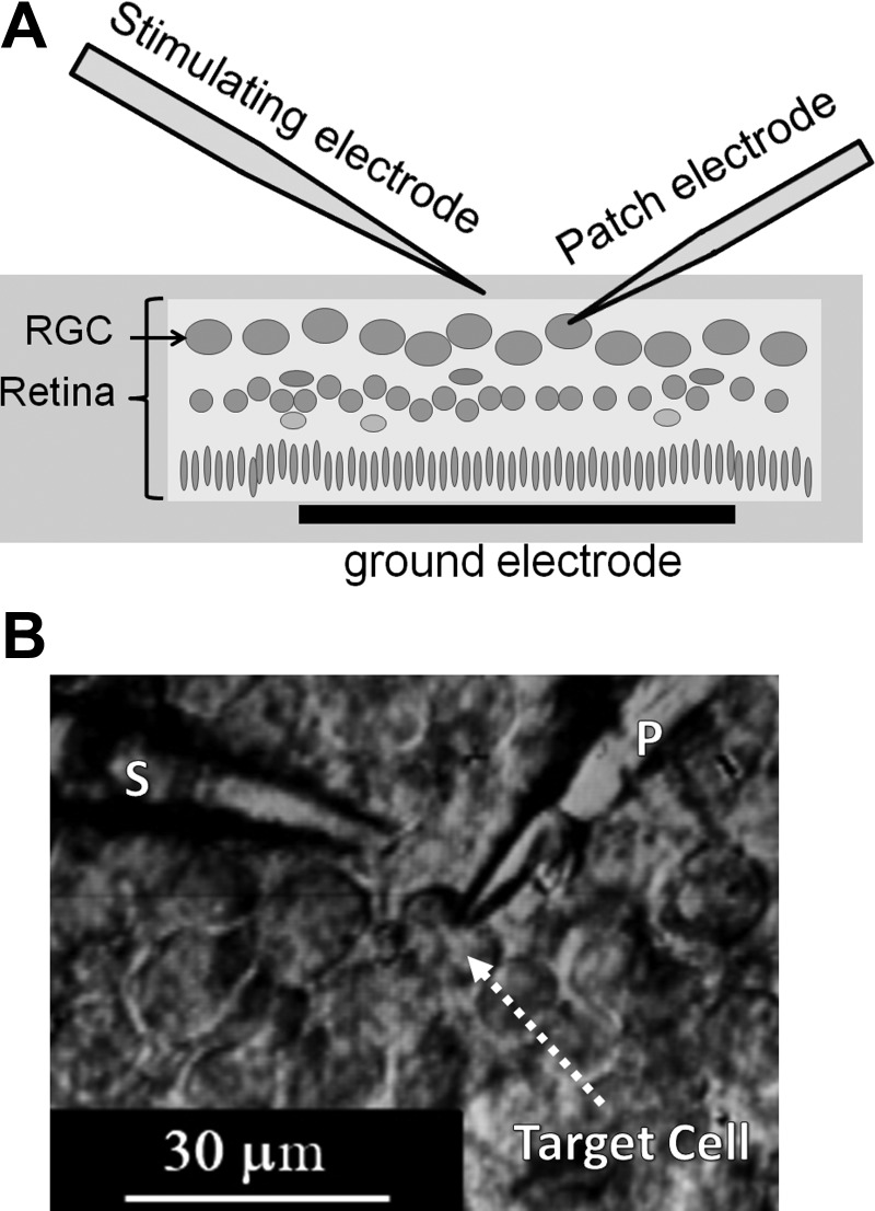 Fig. 1.