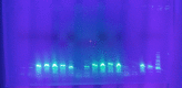 Agarose Gel Image of PCR Products 2