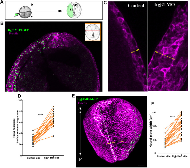 Fig. 7.