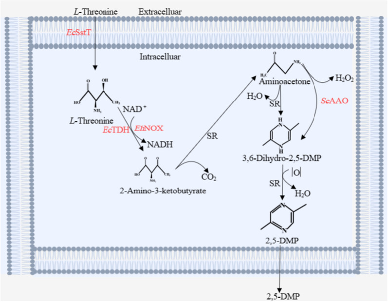 Scheme 1