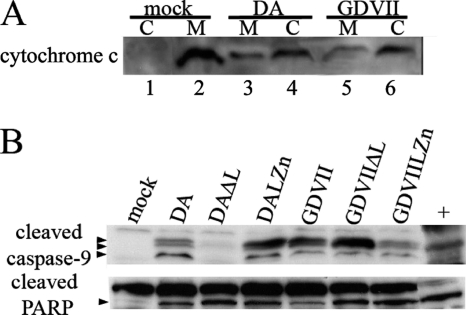 Fig. 5.