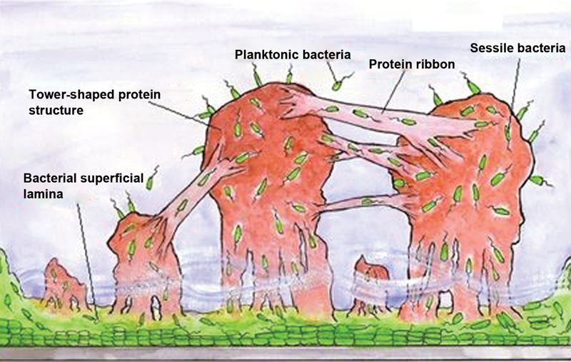 Fig. 2