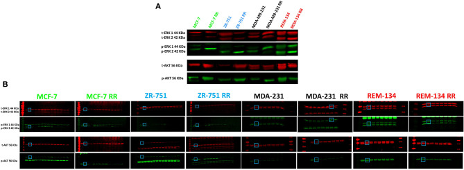 Supplementary Figure 6