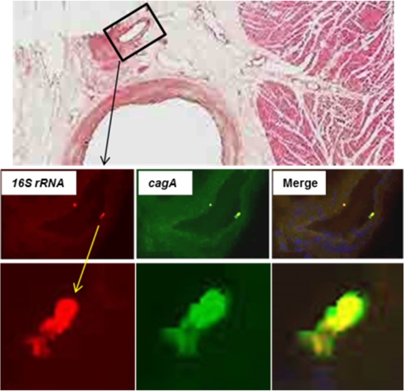 Fig 6