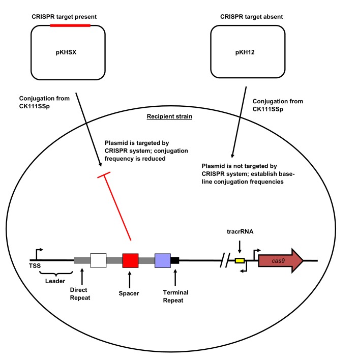 Figure 1—figure supplement 1.