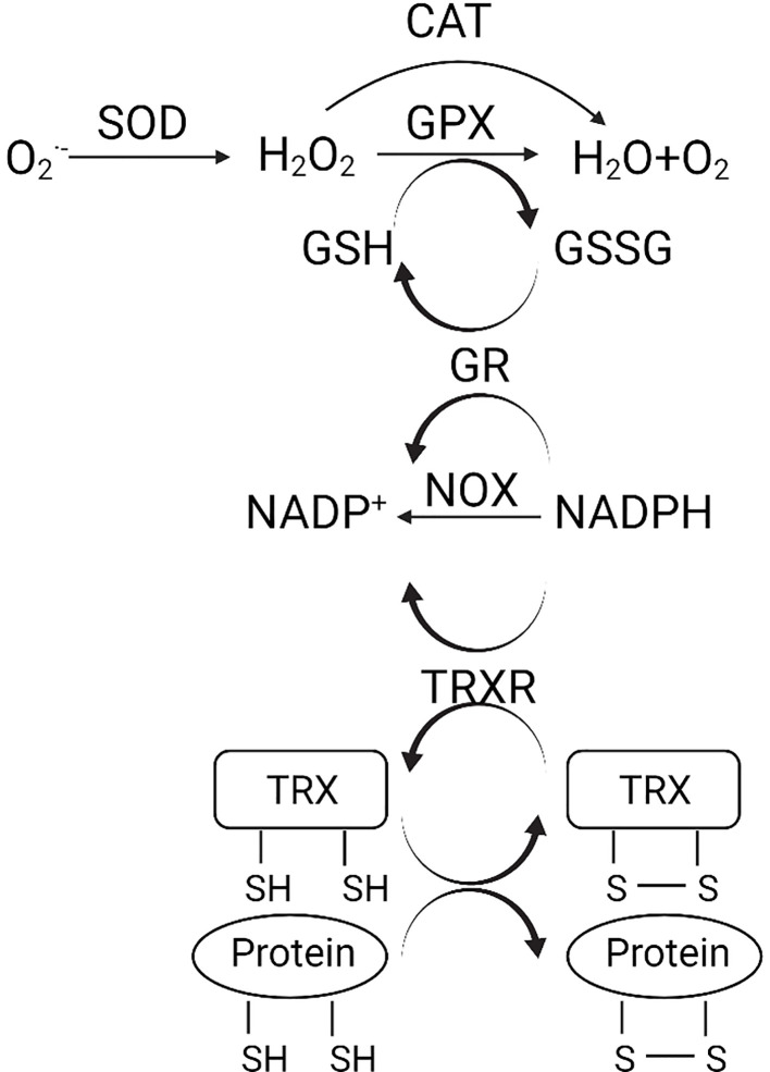 Figure 1