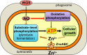 Fig 7