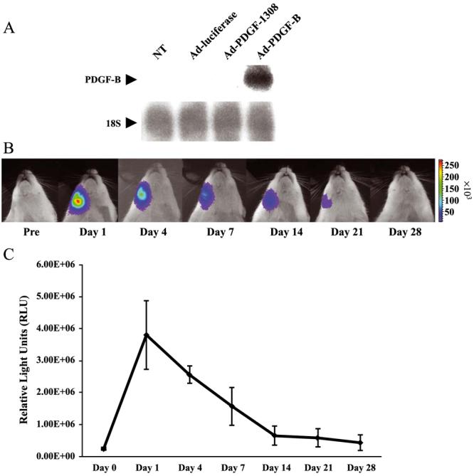 FIG. 1