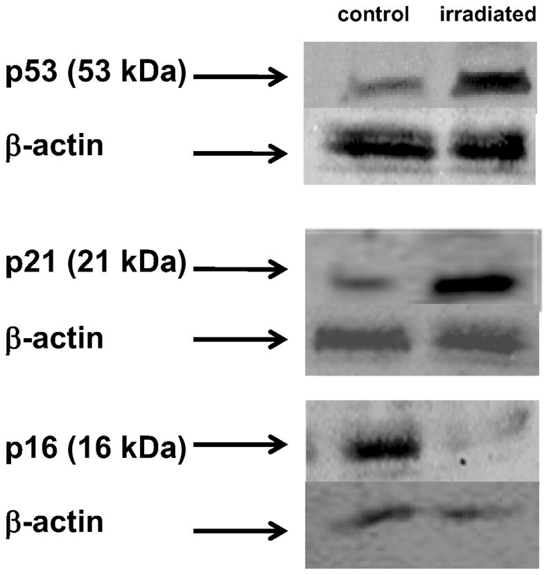 FIG. 6