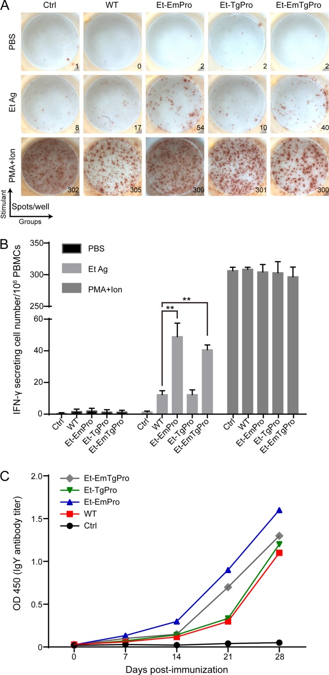 FIG 2