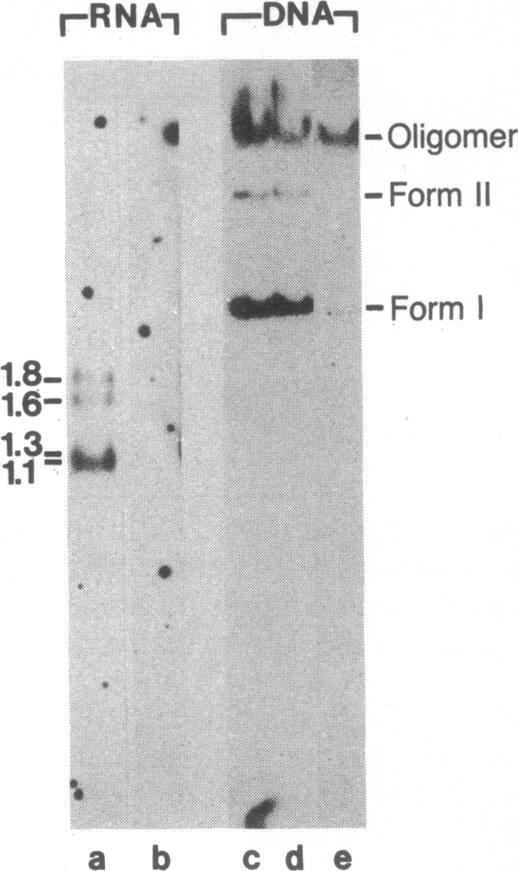 graphic file with name pnas00612-0011-a.jpg