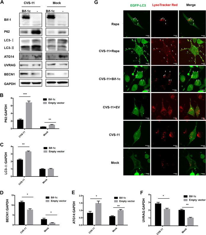 FIG 6