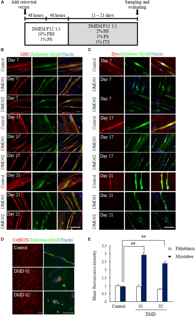 FIGURE 2