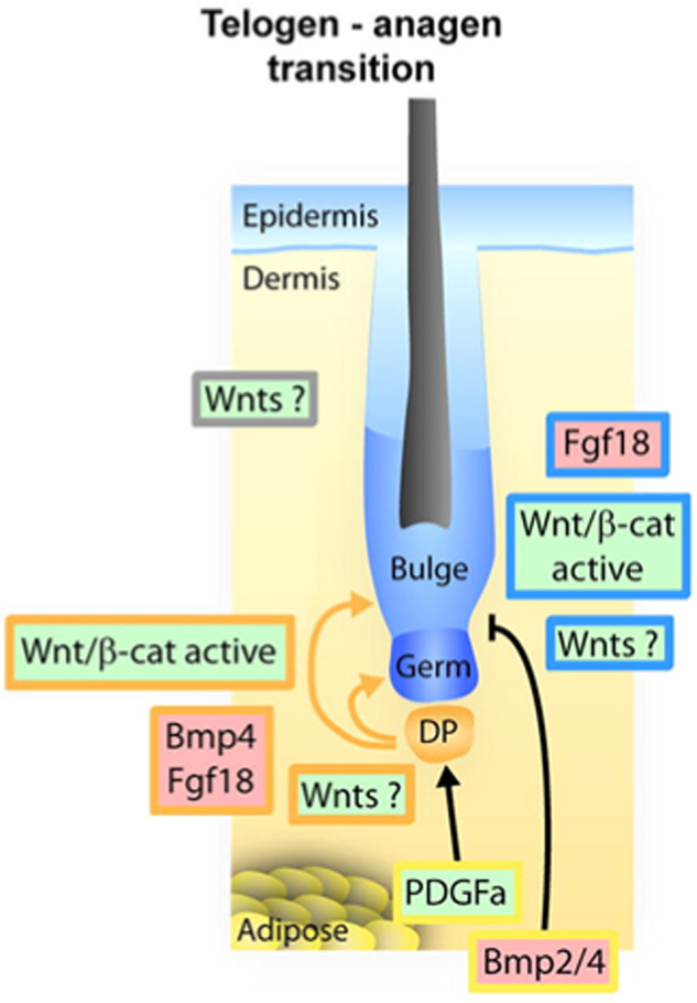 Fig. 5