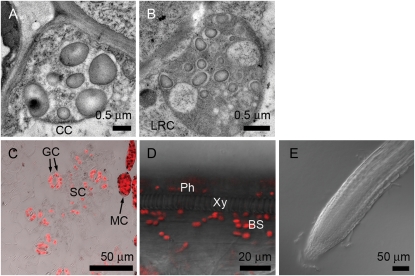 Figure 6.