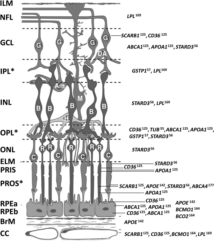 FIGURE 1.