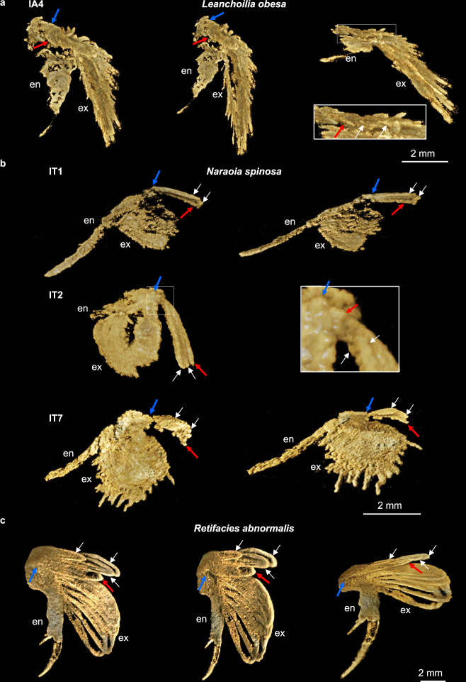 Fig. 2