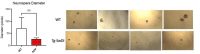 Author response image 9.