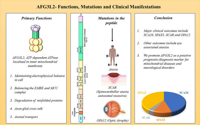 Multifaceted Roles of AFG3L2, a Mitochondrial ATPase in Relation to ...