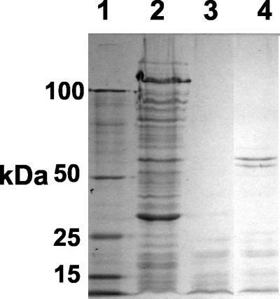 FIG. 5.