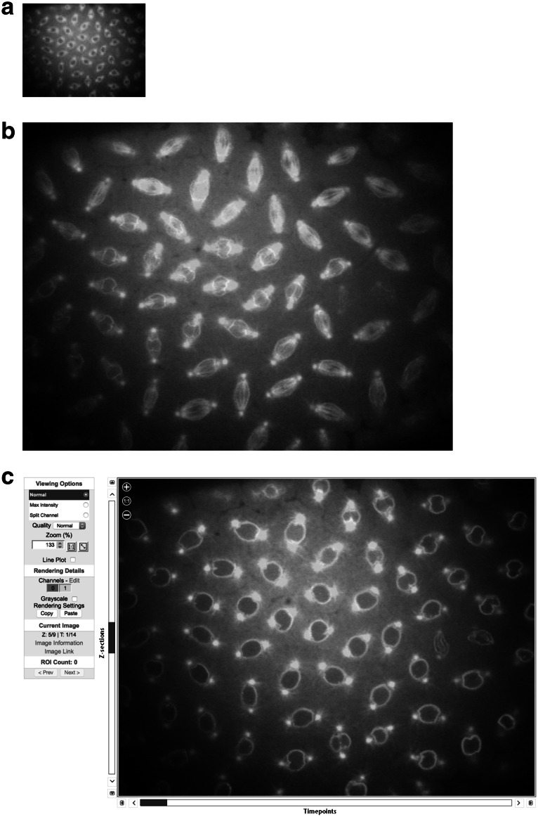 Fig. 1