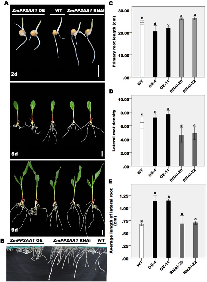 Fig 3