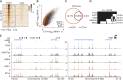Figure 5. ETV4 is cobound at IKZF1 enhancers. A, Heat map of ETV4 ChIP-seq in RPMI8226 cells. B, Scatter plot of genomic binding occupancy for IKZF1 and ETV4 in RPMI8226 cells with color denoting if the region is bound by IKZF1 only, ETV4 only, or both (key right). C, Venn diagram of IKZF1 (orange) and ETV4 (red) bound regions in RPMI8226 cells. Note: the 11,847 ETV4-bound regions overlap 12,419 IKZF1-bound regions. D, Overlap of ETV4 sites with IKZF1, H3K27ac, P300, and BRD4 enriched regions in RPMI8226. E, Genomic plot of P300, H3K27ac, BRD4, IKZF1, and ETV4 at the IGH (left) and PIM1 (right) super-enhancers.