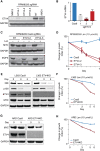 Figure 6. ETV4 mediates lenalidomide resistance in MM cells. A, Western blot of ETV4 and GAPDH expression in MM1S, RPMI8226 with sgRNAs targeting ETV4 or a nontargeting (NT) control, and AMO1 MM cells. B, ETV4 RNA expression by RT-qPCR in RPMI8226 control cells (Cas9) and ETV4KO (sgETV4-1, sgETV-2, and sgETV4-3). C, Western blot for MYC, IKZF3, and GAPDH in RPMI8226 nontargeting control or sgRNA ETV4-2 and ETV4-3 cells treated with lenalidomide (Len; 10 μmol/L). D, F, H, Change in growth index measured by MTT assay at the indicated time points in RPMI8226 (D), L363 (F) and ARD (H) cell lines transduced with Cas9 control or sgRNA ETV4-2 and ETV4-3 cells after treatment with lenalidomide (Len; 10 μmol/L). E, G, Western blot analysis for NIK/MAP3K14, NFkB subunit (p100), ETV4, and MYC in L363 (E) and ARD cell lines (G) transduced with Cas9 control and ETV4KO cells treated with 10 μmol/L Len. Note the downregulation of NIK/MAP3K14 and lack of p100 degradation in ETV4KO cells in response to lenalidomide. F, Viability of L363 Cas9 and ETV4KO after Len treatment. The data presented are mean ± SEM.