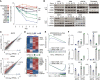 Figure 1. Lenalidomide (Len) downregulates MYC in Len-sensitive MM cells. A, MTT assay of MM cells treated with Len (10 μmol/L) at the indicated time points. The line shows the threshold separating sensitive (Len sen) from resistant (Len res) cell lines. B, Immunoblot analysis of IKZF3, MYC, CRBN, and GAPDH in 7 MM cell lines treated with lenalidomide (10 μmol/L) at the indicated time points grouped by lenalidomide response. C, Scatter plot of RNA-seq gene-expression changes in MM1S (top) and OPM2 (bottom) treated with lenalidomide for 12 and 24 hours, respectively. Differentially expressed genes (DEG; FDR ≤0.05) are shown in red (upregulated) and blue (downregulated). Ctrl, control; FPKM, Fragments Per Kilobase Per Million reads. D, Heat map of lenalidomide DEGs in MM1S (top) and OPM2. Samples are represented in columns and genes by rows. E, Gene set enrichment analysis (GSEA) enrichment scores for the gene sets: HALLMARK_INTERFERON_ALPHA_RESPONSE (top) and MYC_TARGET_V1 (bottom) in both MM1S (blue) and OPM2 (green). Lenalidomide-induced gene-expression changes are sorted from most upregulated (left) to most downregulated (right) and the overlap with gene set genes are shown in blue and green for MM1S and OPM2, respectively. F, Expression of selected DEGs measured by RNA-seq. Data presented are the mean ± SEM (A) or ± SD (F) with N ≥ 3 (A) N = 2 (F).