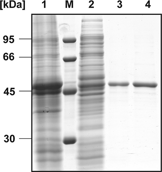 Fig 4