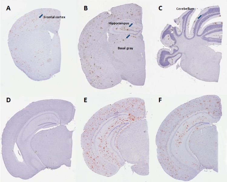 Fig 6