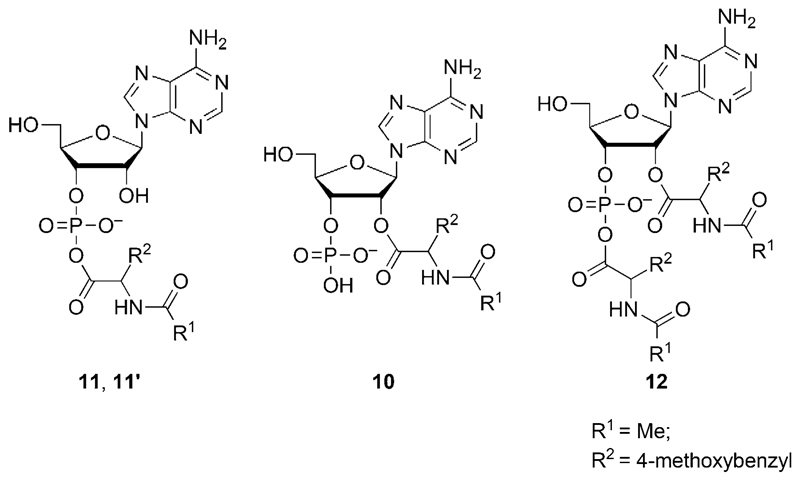 Scheme 5