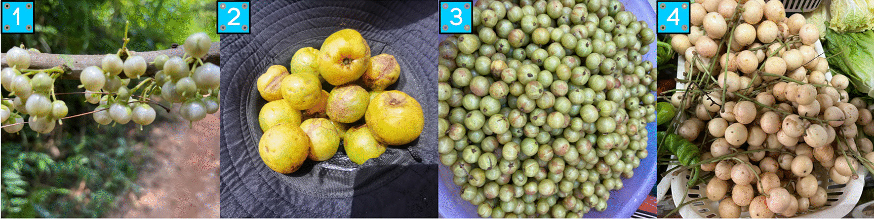Fig. 10
