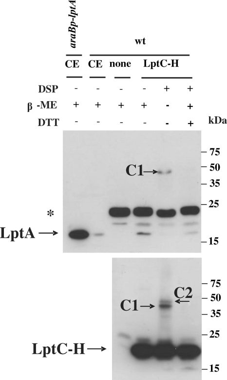 FIG. 1.