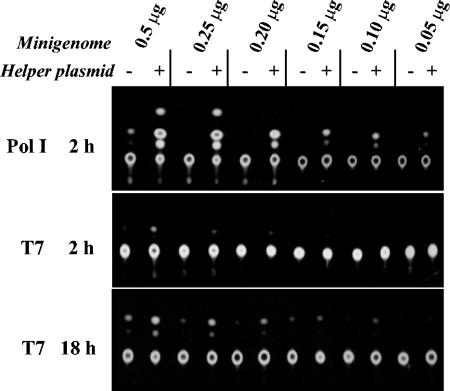 FIG. 5.