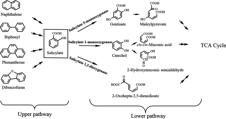 FIG 1