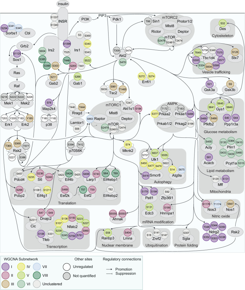 Figure 5—figure supplement 2.