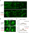 Figure 6—figure supplement 2.