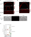 Figure 2—figure supplement 3.