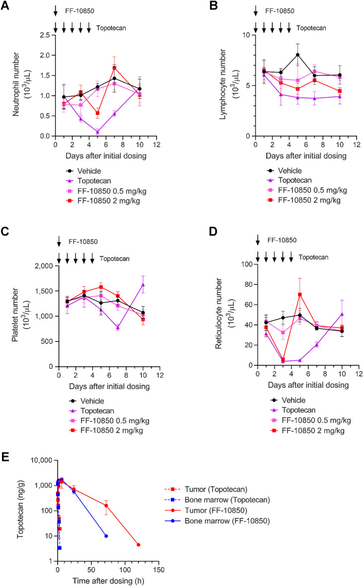 Figure 3. Hematologic toxicity of FF-10850 in comparison with topotecan. A–D, Changes in the number of neutrophils (A), lymphocytes (B), platelets (C), and reticulocytes (D) following FF-10850 or topotecan administration in BALB/c mice are shown as mean ± SD (N = 5/group). E, Tumor and bone marrow distribution in the ES-2 subcutaneous xenograft model following topotecan or FF-10850 treatment. Concentrations of topotecan in tumor tissue and bone marrow are shown as mean ± SD (N = 3/group).