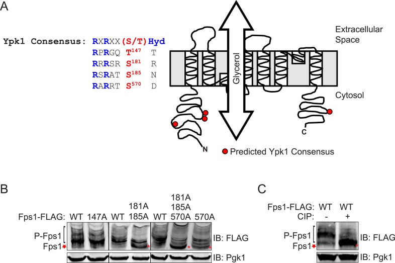 Figure 1—figure supplement 2.