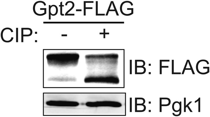 Figure 1—figure supplement 1.